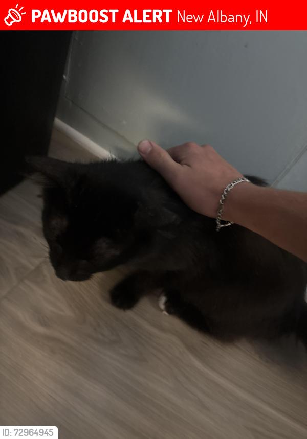 Lost Male Cat last seen My apmt, New Albany, IN 47150