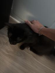 Lost Male Cat last seen My apmt, New Albany, IN 47150