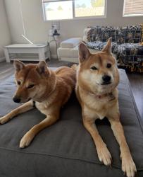Lost Female Dog last seen Near Crow Valley Ln, Las Vegas, NV 89113