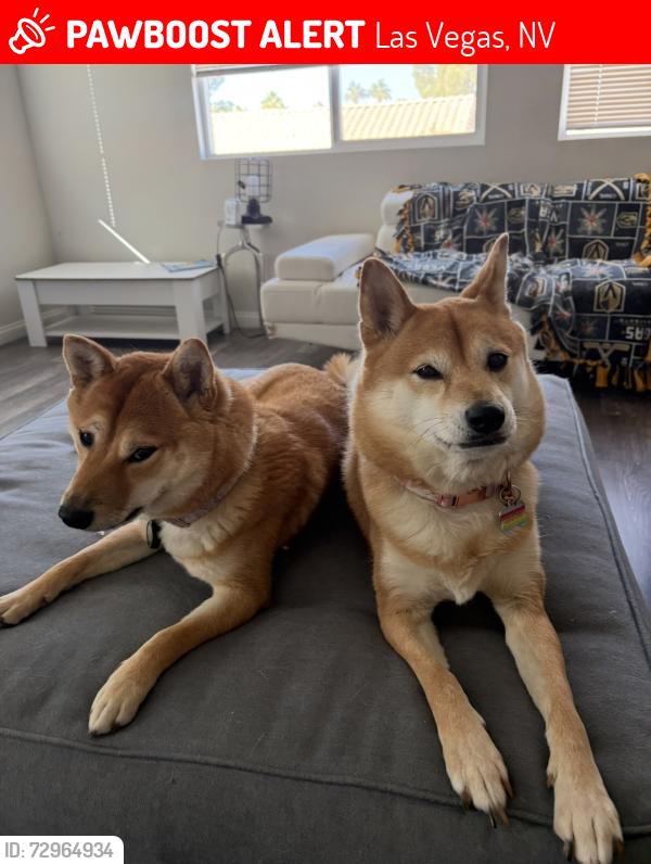 Lost Female Dog last seen Near Crow Valley Ln, Las Vegas, NV 89113