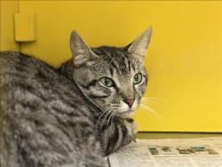 Shelter Stray Unknown Cat last seen , Los Angeles, CA 90031