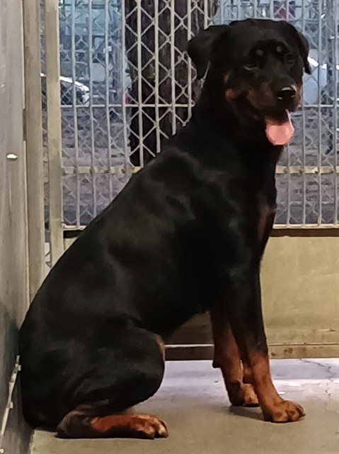 Shelter Stray Female Dog last seen , Camarillo, CA 93010
