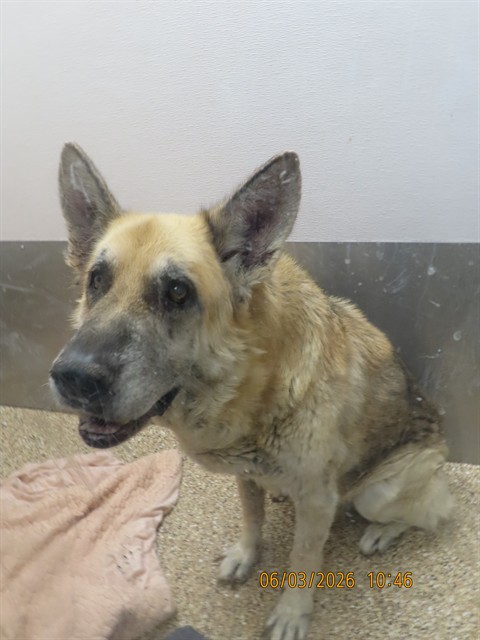 Shelter Stray Male Dog last seen ELLIOT/HARDY RD, Phoenix, AZ 85008