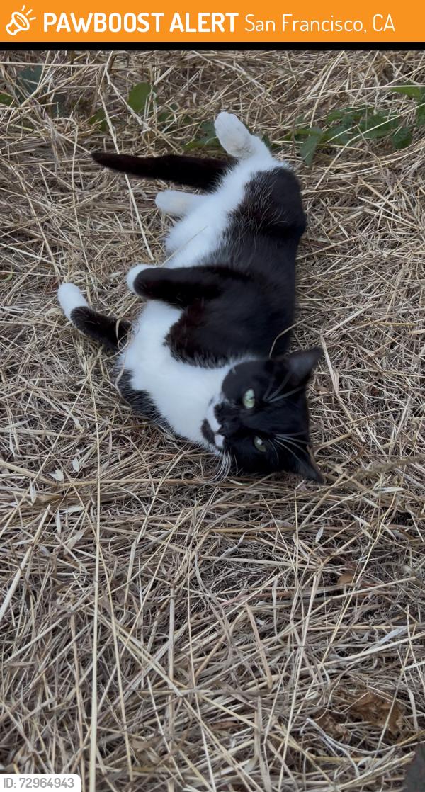 Found/Stray Unknown Cat last seen In Golden Gate Park near Lincoln way side between 20th and 21st avenue, San Francisco, CA 94102