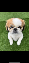 Lost Male Dog last seen Blue creek place, Spring, TX 77382