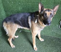 Shelter Stray Male Dog last seen , Quartz Hill, CA 93536