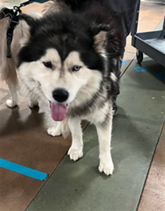 Shelter Stray Male Dog last seen , Los Angeles, CA 91405