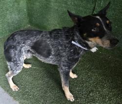 Shelter Stray Male Dog last seen , Quartz Hill, CA 93536
