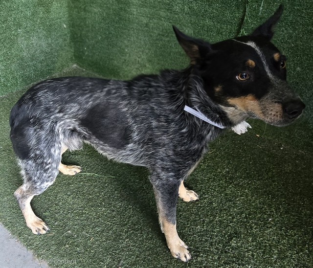 Shelter Stray Male Dog last seen , Quartz Hill, CA 93536