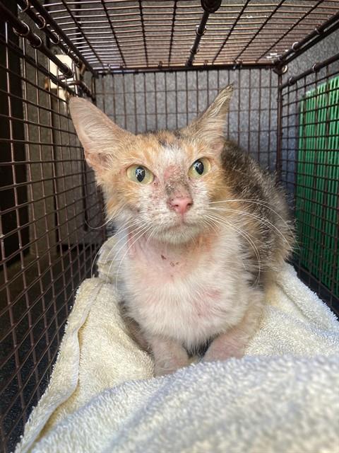 Shelter Stray Female Cat last seen Near BLK ORANGE AVE. LONG BEACH CA 90805, Long Beach, CA 90815