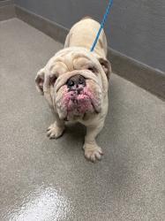 Shelter Stray Male Dog last seen Near BLOCK LUDWIG DR, LAS VEGAS NV 89106, Las Vegas, NV 89101