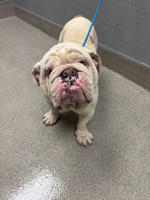 Shelter Stray Male Dog last seen Near BLOCK LUDWIG DR, LAS VEGAS NV 89106, Las Vegas, NV 89101