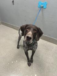 Shelter Stray Male Dog last seen Near BLOCK SCENIC WAY, LAS VEGAS NV 89108, Las Vegas, NV 89101