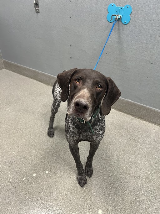 Shelter Stray Male Dog last seen Near BLOCK SCENIC WAY, LAS VEGAS NV 89108, Las Vegas, NV 89101