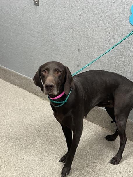 Shelter Stray Female Dog last seen Near BLOCK SCENIC WAY, LAS VEGAS NV 89108, Las Vegas, NV 89101