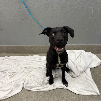 Shelter Stray Male Dog last seen Near BLOCK BURGUNDY WAY, LAS VEGAS NV 89107, Las Vegas, NV 89101