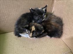 Shelter Stray Unknown Cat last seen , Los Angeles, CA 90047