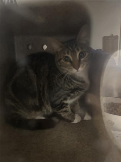 Shelter Stray Unknown Cat last seen , San Pedro, CA 90731