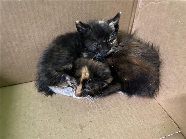 Shelter Stray Unknown Cat last seen , Los Angeles, CA 90047