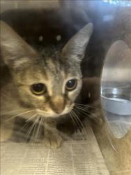 Shelter Stray Unknown Cat last seen , San Pedro, CA 90731