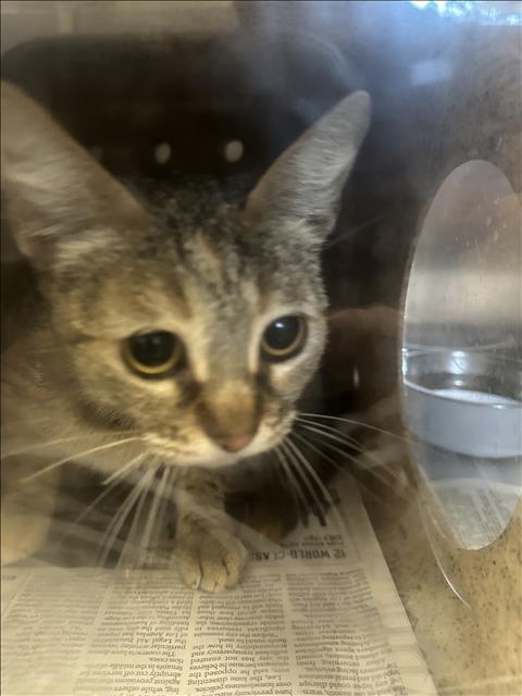 Shelter Stray Unknown Cat last seen , San Pedro, CA 90731