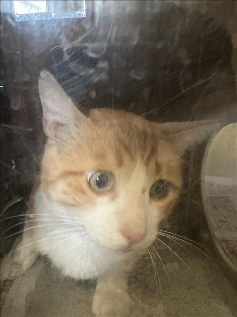 Shelter Stray Unknown Cat last seen , San Pedro, CA 90731