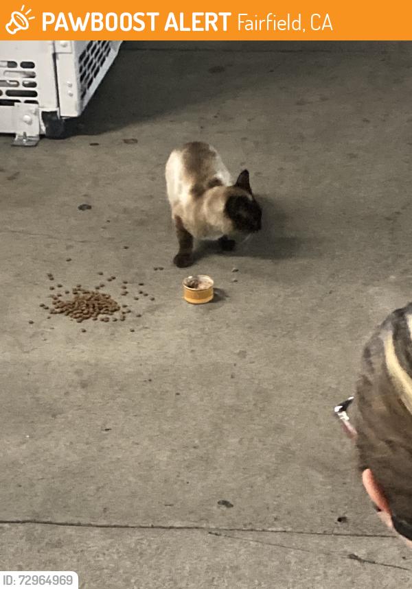 Found/Stray Unknown Cat last seen Near Gold Hill Rd. Near the gas station propane tanks and dumpster., Fairfield, CA 94534