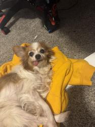Lost Male Dog last seen At the corner of Chastain Pl, Cordova, TN 38018