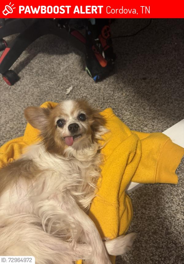 Lost Male Dog last seen At the corner of Chastain Pl, Cordova, TN 38018
