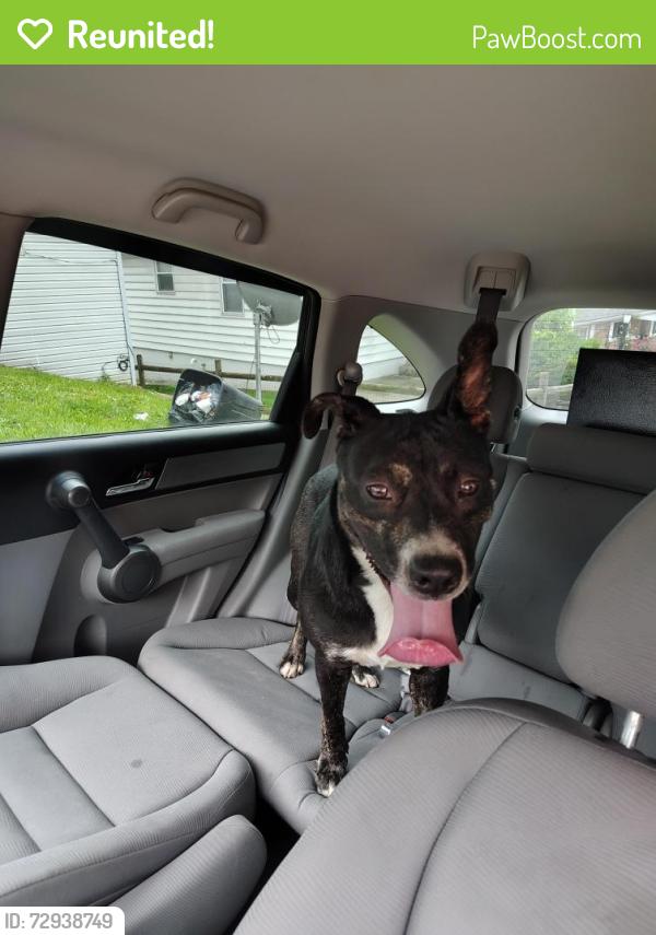 Reunited Female Dog last seen Near West Side Middle School, Charleston, WV 25302