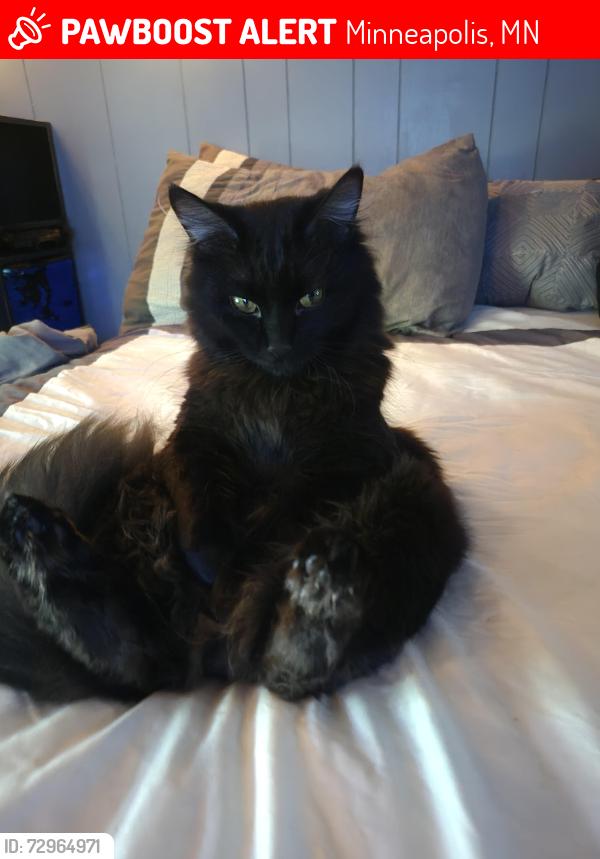 Lost Male Cat last seen Irving Ave N, Minneapolis, MN 55444