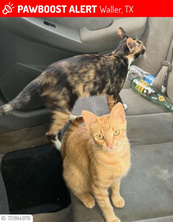 Lost Female Cat last seen Waller , Waller, TX 77484