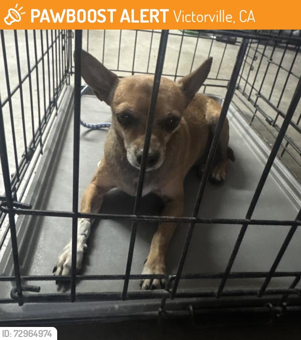 Surrendered Male Dog last seen La mesa rd, Victorville, CA 92392