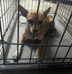 Found/Stray Male Dog last seen La mesa rd, Victorville, CA 92392
