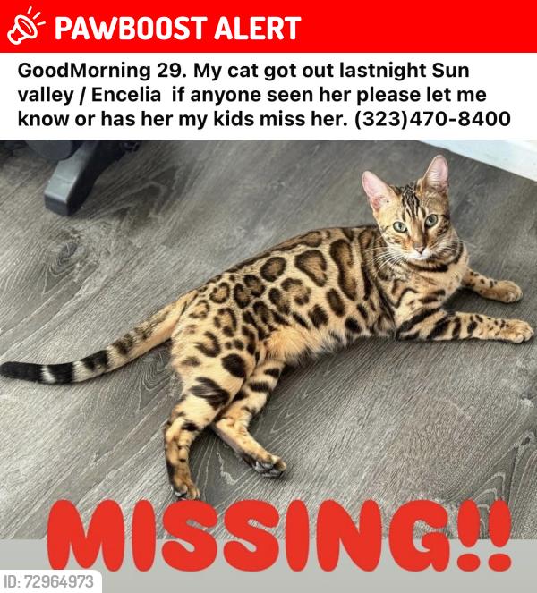 Lost Female Cat last seen Encelia /Sun valley , Twentynine Palms, CA 92277