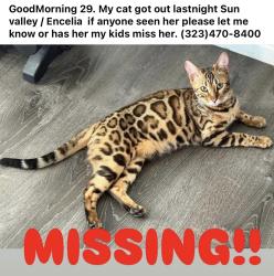 Lost Female Cat last seen Encelia /Sun valley , Twentynine Palms, CA 92277