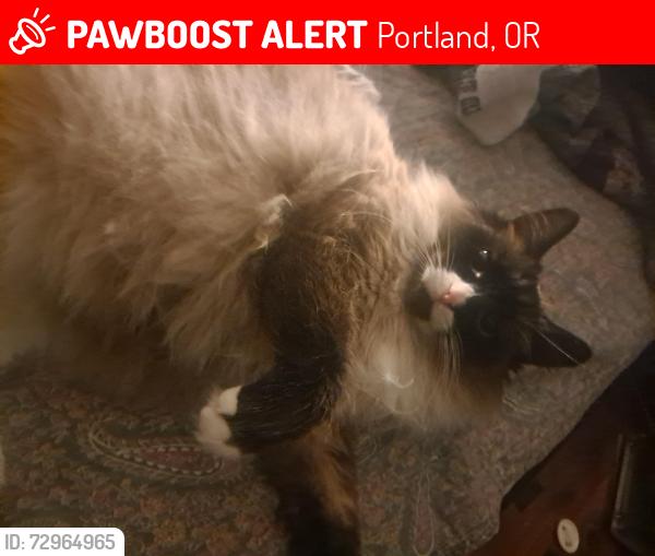 Lost Female Cat last seen Division and Main, Portland, OR 97233