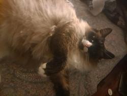 Lost Female Cat last seen Division and Main, Portland, OR 97233