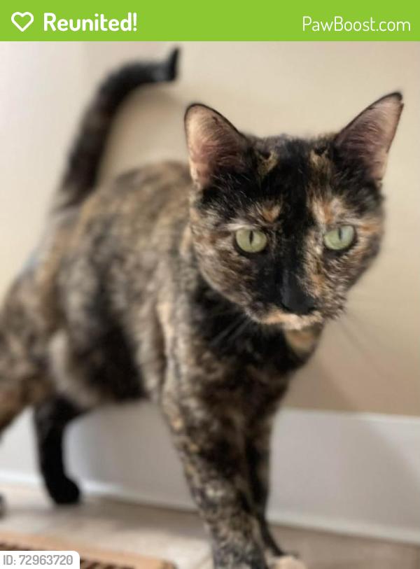Reunited Female Cat last seen Robbins Road Forest Way in Gansevoort , Saratoga County, NY 12831