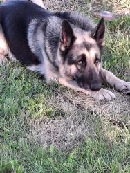 Lost Male Dog last seen Locust & school, Ness City, KS 67560