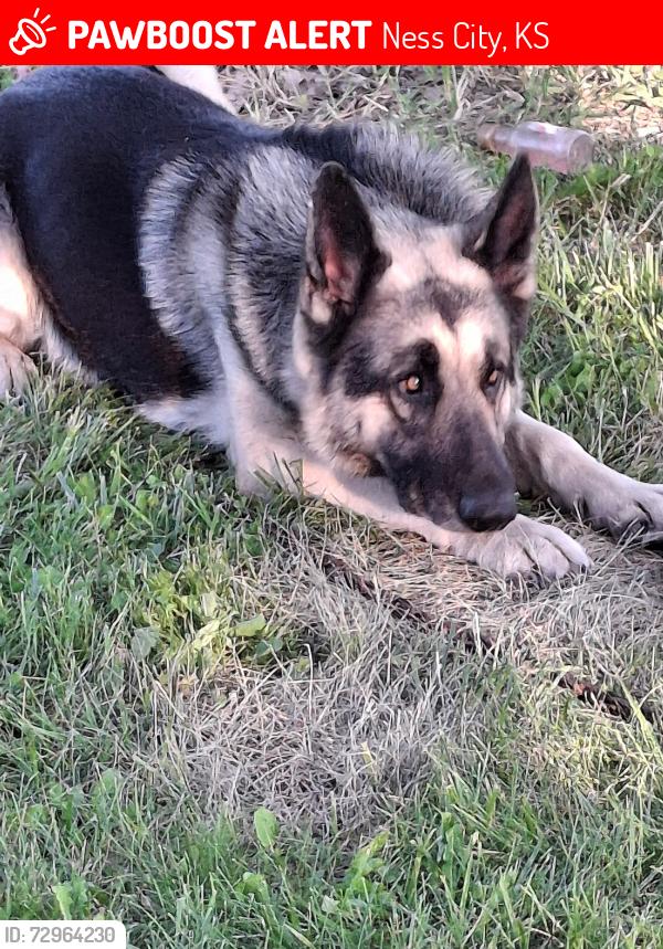 Lost Male Dog last seen Locust & school, Ness City, KS 67560