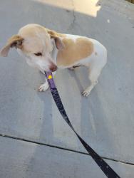 Reunited Male Dog last seen Santee California , Santee, CA 92071