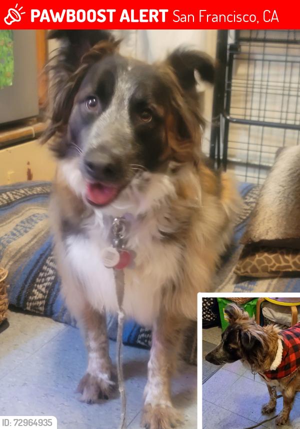 Lost Female Dog last seen South Van Ness & 16th St., San Francisco, CA 94110