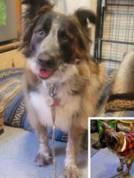 Lost Female Dog last seen South Van Ness & 16th St., San Francisco, CA 94110
