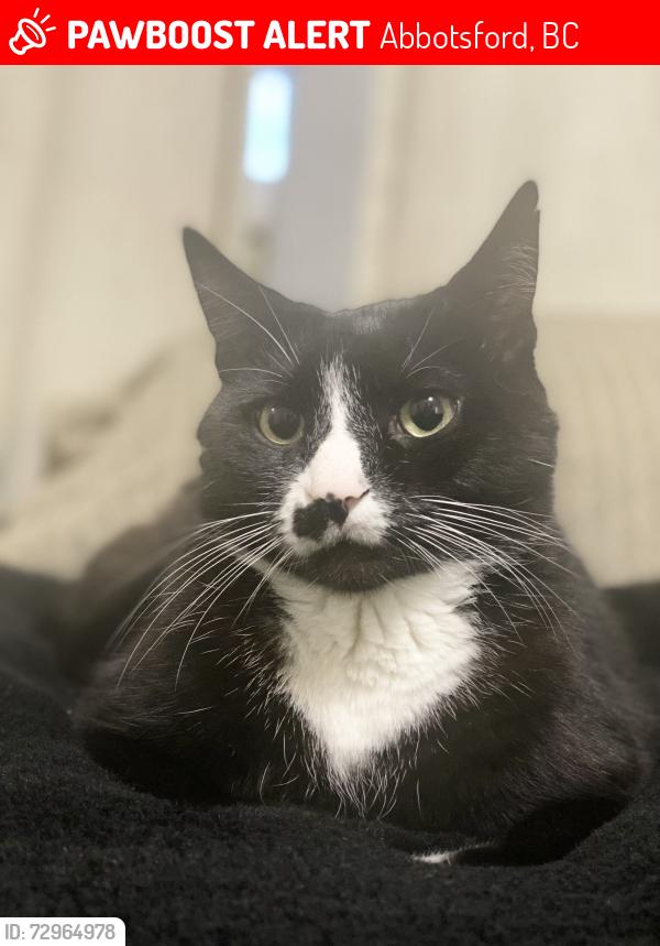 Lost Male Cat last seen Harwood pl, Abbotsford, BC 