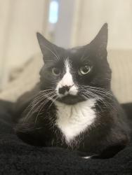 Lost Male Cat last seen Harwood pl, Abbotsford, BC 