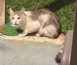 Found/Stray Unknown Cat last seen Maywood Ave off main st , Salem, VA 24153