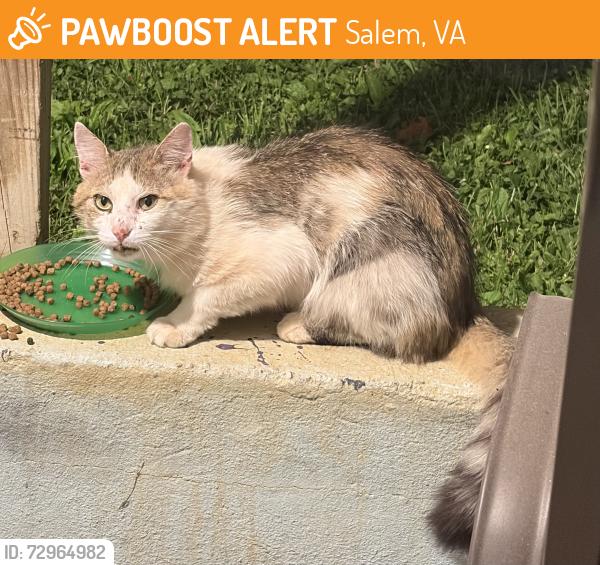 Found/Stray Unknown Cat last seen Maywood Ave off main st , Salem, VA 24153