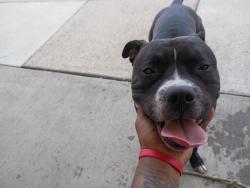 Lost Male Dog last seen Shenandoah Street, Fort Worth, TX 76116