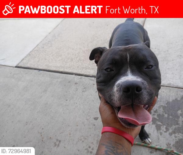 Lost Male Dog last seen Shenandoah Street, Fort Worth, TX 76116